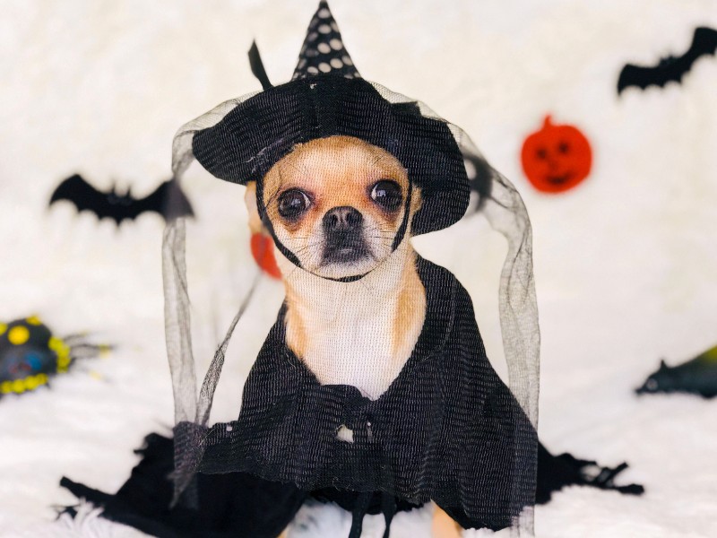 halloweenpuplab