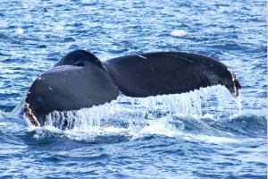 Whale Watching at Newport Landing Sportfishing