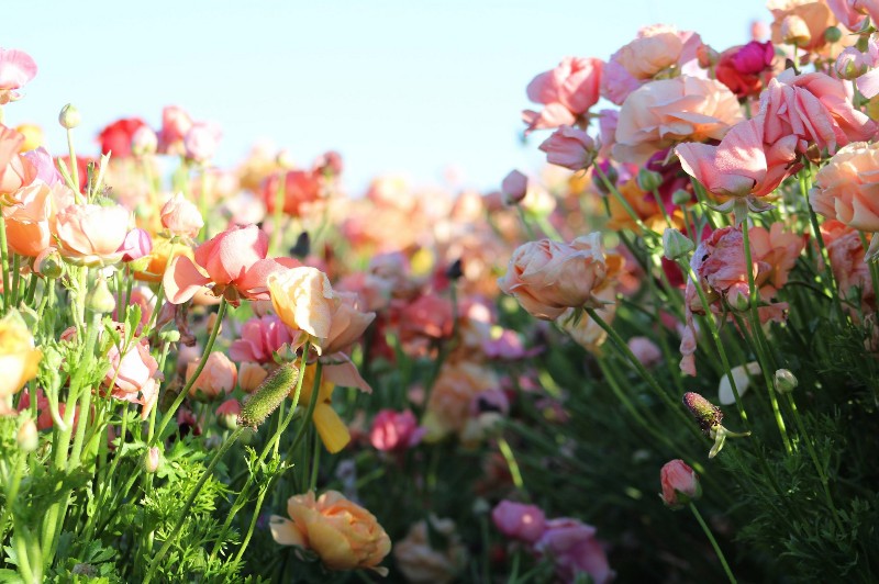 flowerfieldsspring26