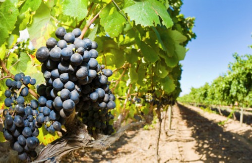 Organic Wine Cellar