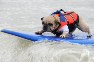 Surf City Surf Dog